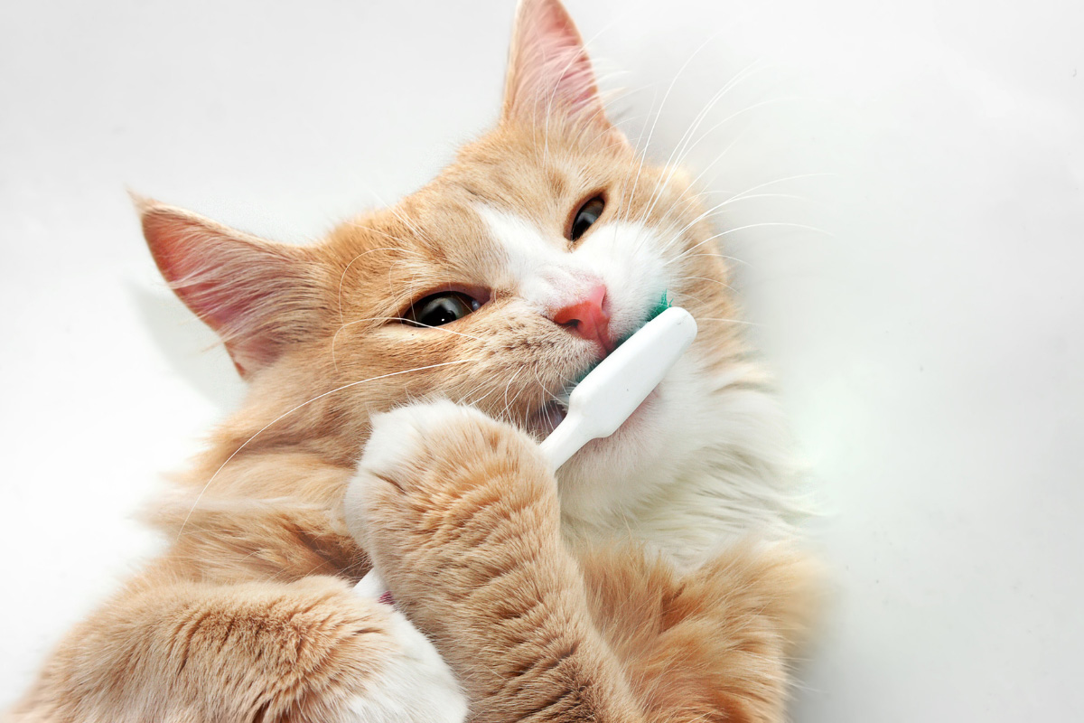 ginger cat with toothbrush