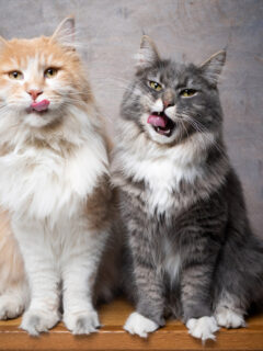 Maine coon cats with their tongue out, sitting next to each other.