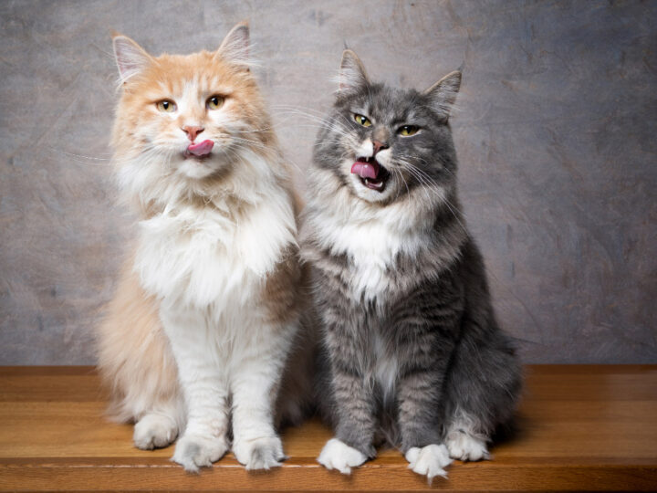 Are Maine Coon Cats Friendly? (2022) Everything You Need to Know