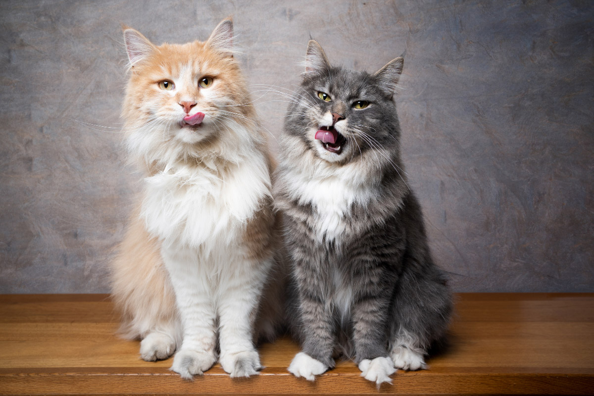 Maine Coon Ragdoll Characteristics Story The Discerning Cat