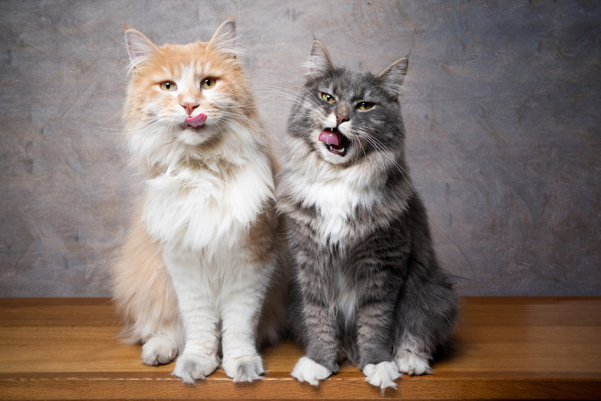 are maine coon cats good with dogs