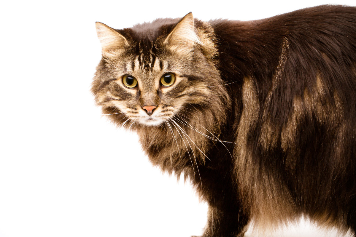 Maine coon cat on a white background.