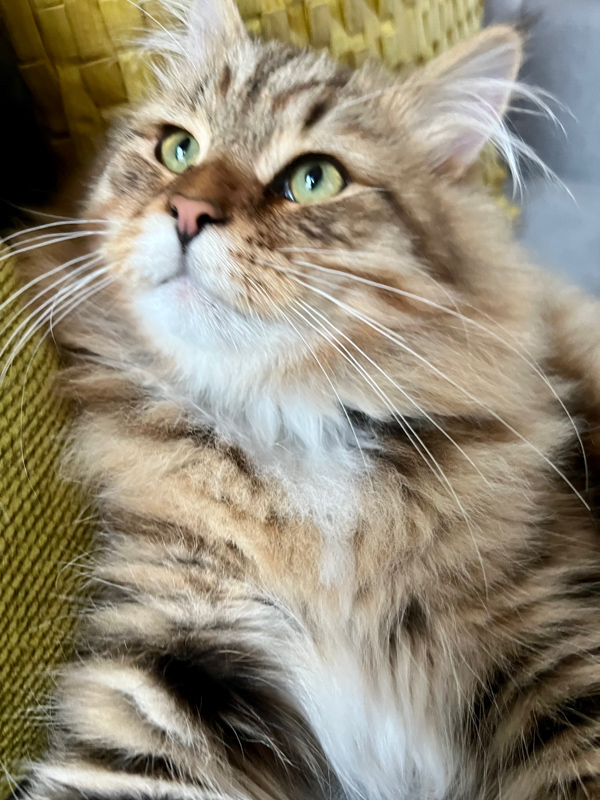 siberian cat looking into distance