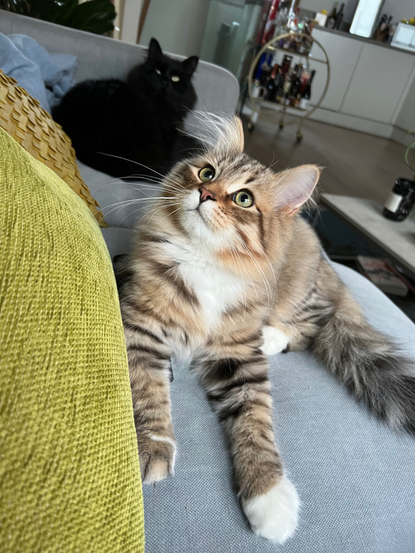 siberian cat on couch