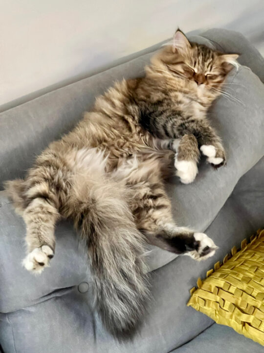 Is It Normal for a Cat to Sleep All Day? (2023) I Discerning Cat