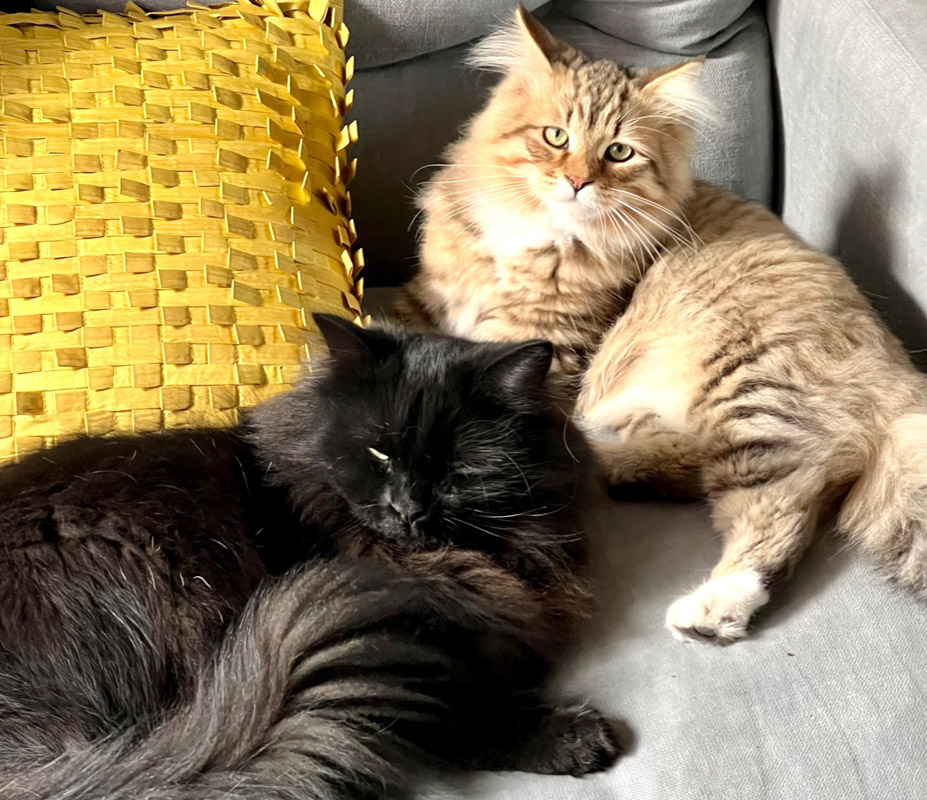 two siberian cats on couch