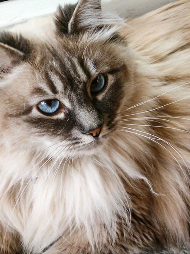 maine coon rag doll