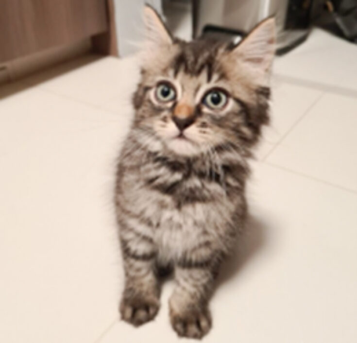 How to Tell if Your Kitten is a Maine Coon (2023) I 7 Key Signs I