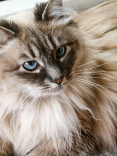 Ragdoll Maine Coon cat with blue eyes lying down and looking at something.