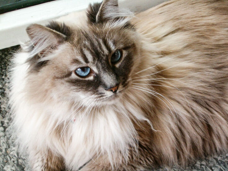 Maine Coon Ragdoll Mix 9 Ragcoon Characteristics (2023) I Discerning Cat