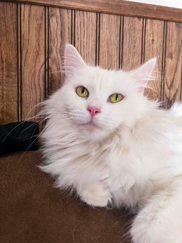 Shining Slået lastbil Pygmalion Maine Coon Ragdoll Characteristics Story - The Discerning Cat