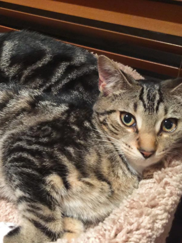 12 Facts About Sokoke Cats Story The Discerning Cat