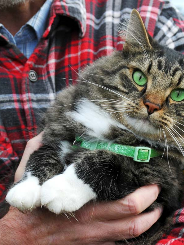 6 Best Leather Cat Collars (2022) Story The Discerning Cat