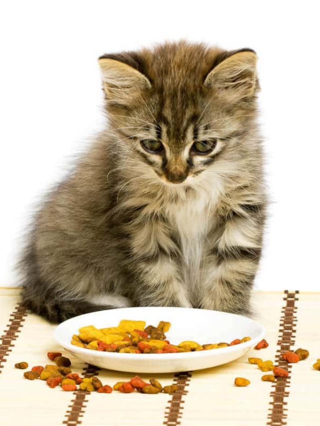 Tips on how to get a cat to eat story the discerning cat