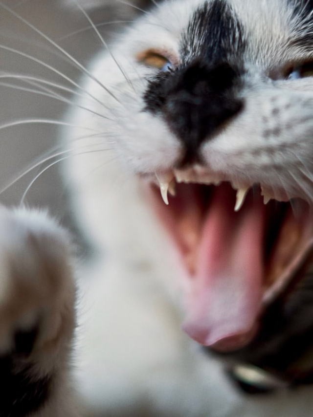 8-reasons-why-your-cat-attacks-you-story-the-discerning-cat