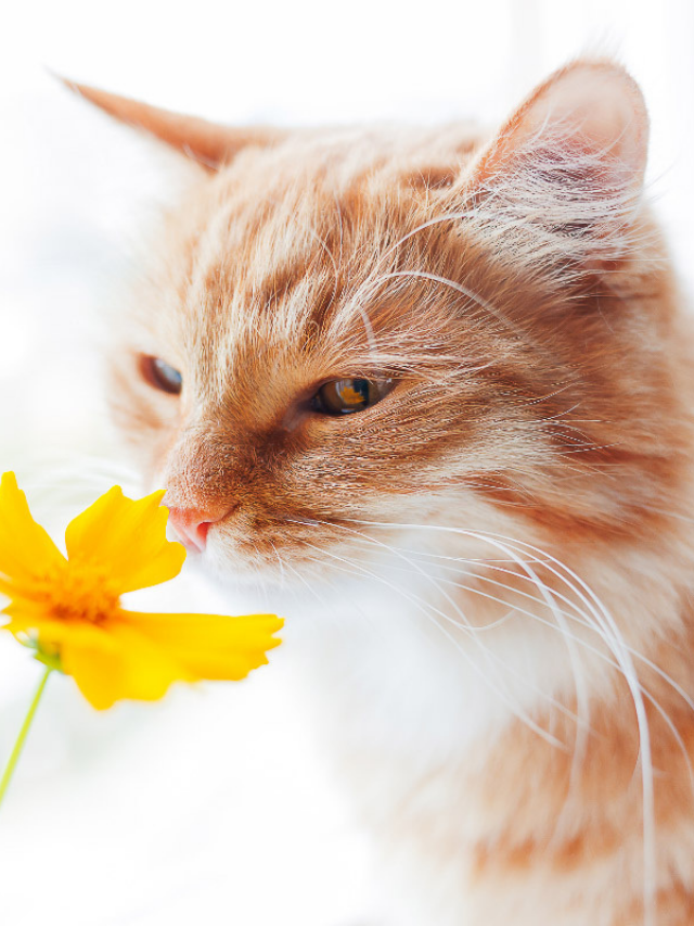 13 Smells That Cats Hate: What You Need to Know Story