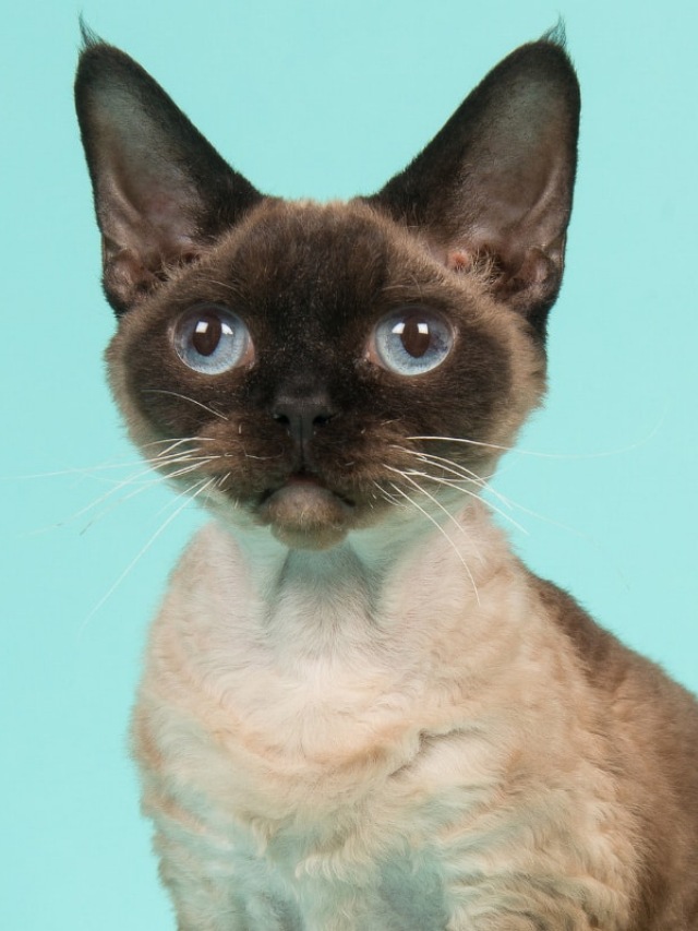 15 Adorable Cat Breeds with Huge Eyes Story