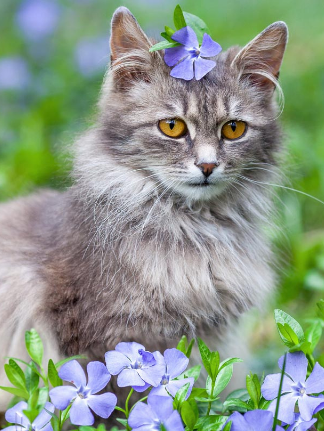 15 Lovely Grey Cat Breeds You’ll Adore Story The Discerning Cat