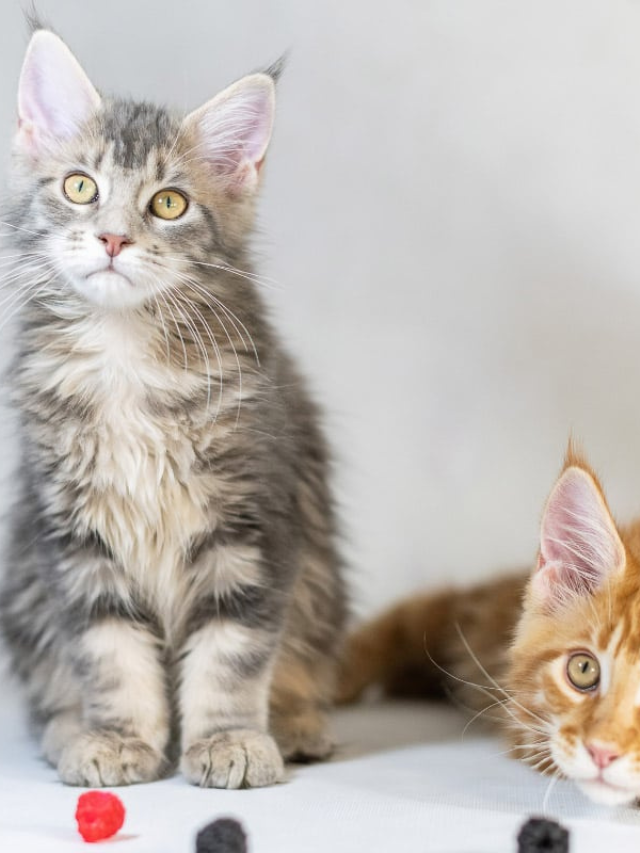 How to Tell if Your Kitten is a Maine Coon Story The Discerning Cat