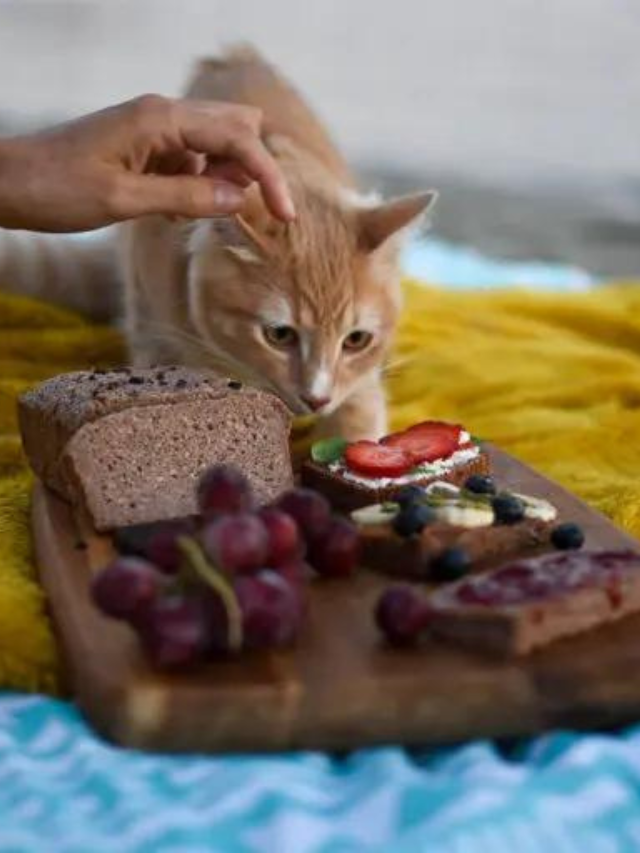 can-cats-snack-on-cheese-story-the-discerning-cat