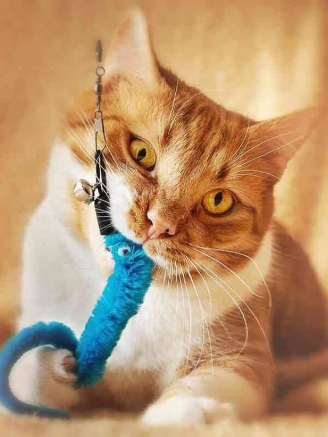 The Best Chew Toys For Your Beloved Cats Story - The Discerning Cat