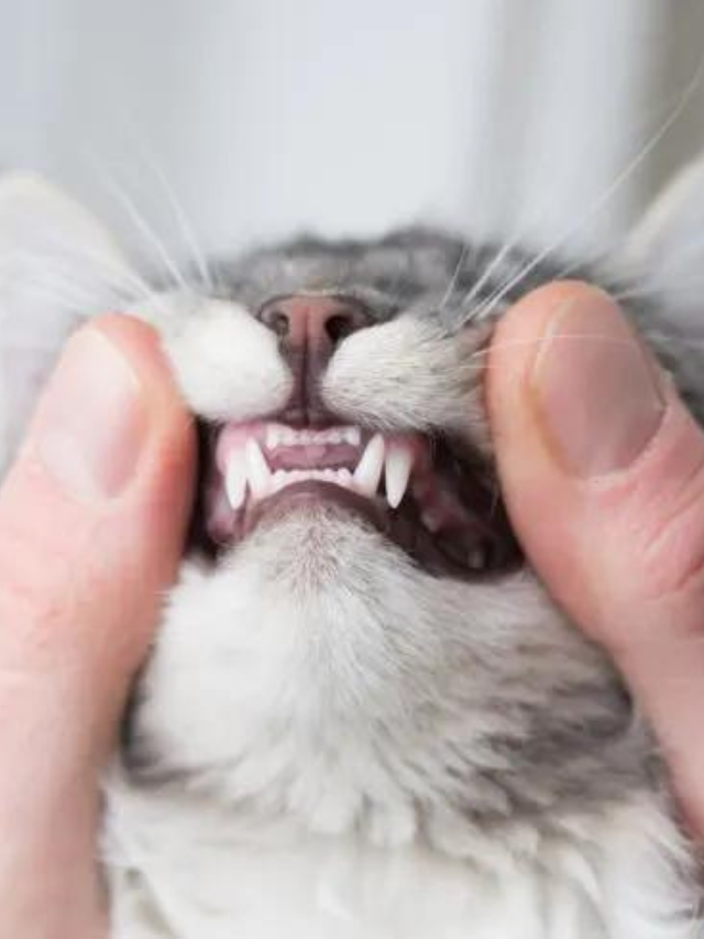 Tips for Keeping Your Cat's Teeth Clean Story The Discerning Cat