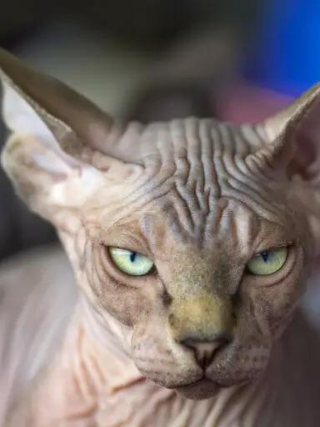 Meanest Cat Breed You Should Know Story - The Discerning Cat