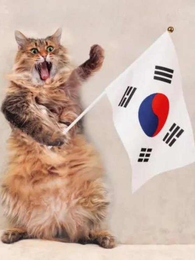 cute-korean-cat-names-you-ll-love-story-the-discerning-cat