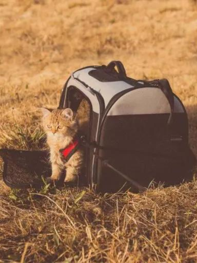 Best Cat Carriers For Every Kind of Cat Story The Discerning Cat