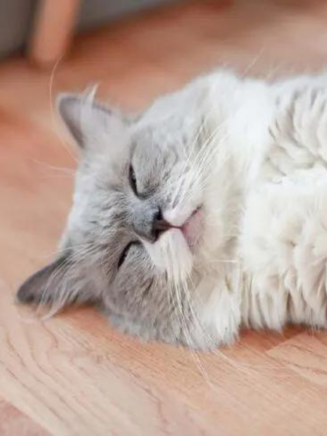 A Guide to Understanding Depression in Cats Story The Discerning Cat