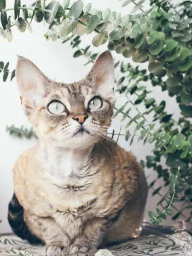 big-eyed-cat-breeds-you-ll-fall-for-story-the-discerning-cat