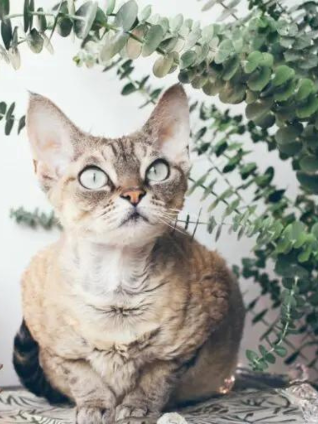 Big Eyed Cat Breeds You ll Fall For Story The Discerning Cat