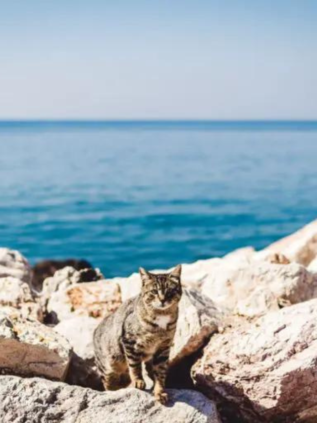 best-greek-cat-names-you-ll-adore-story-the-discerning-cat