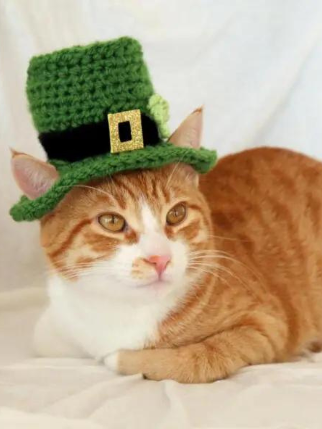 incredible-irish-cat-names-for-your-lovable-kitty-story-the