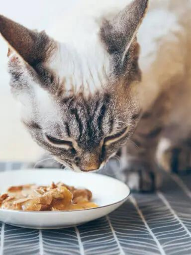 6-best-cat-food-for-constipation-our-top-picks-story-the-discerning-cat