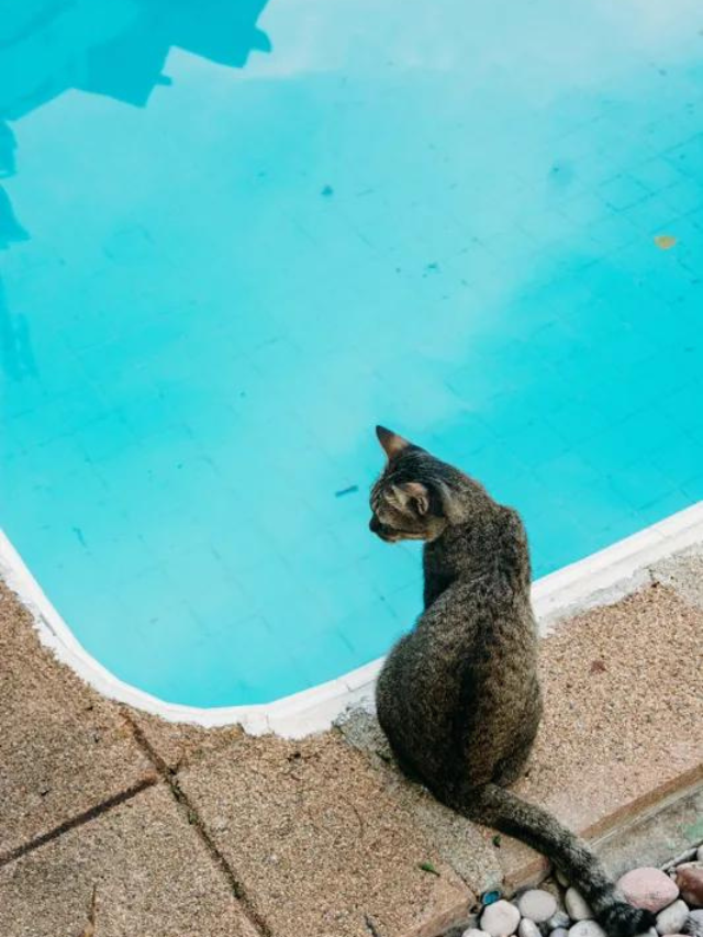 How Well Can Cats Swim Story The Discerning Cat