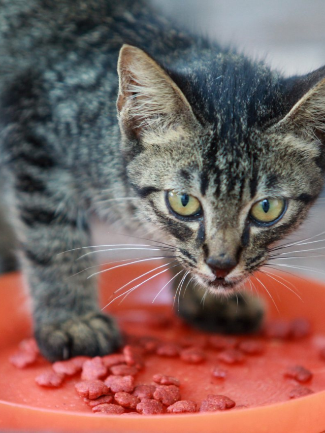 why-does-my-cat-try-to-bury-her-food-story-the-discerning-cat