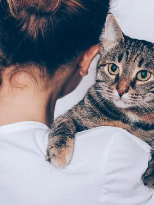 Fantastic Male Cat Names Story The Discerning Cat