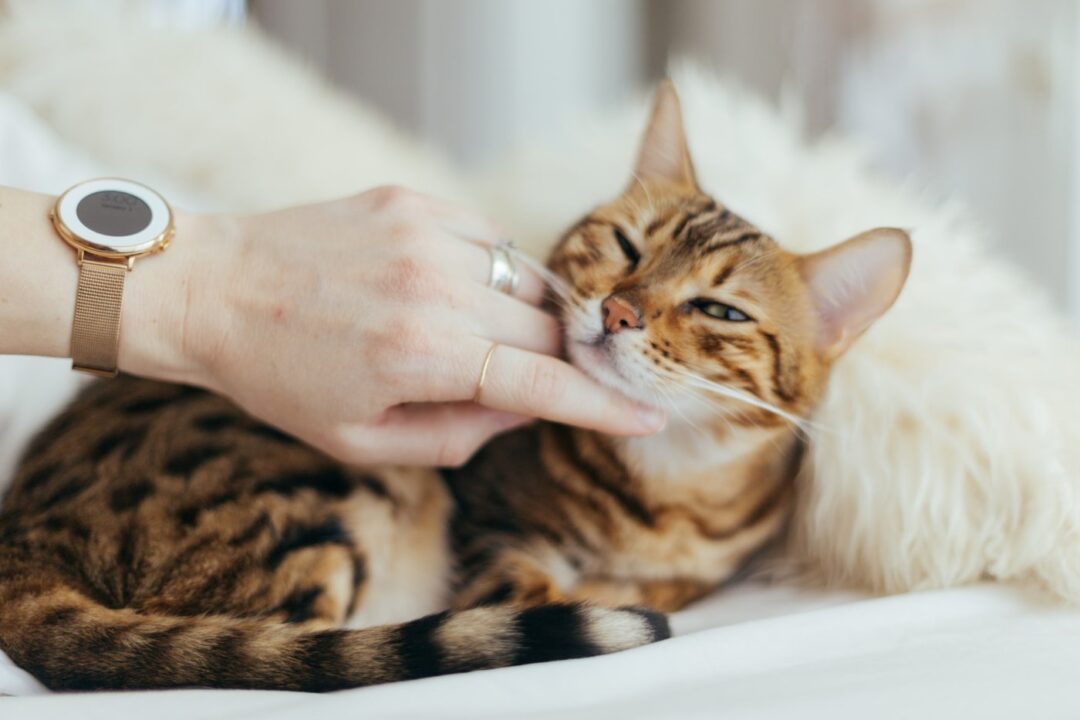 Why Do Cats Purr and Then Bite You? (2022) 6 Reasons I Discerning Cat