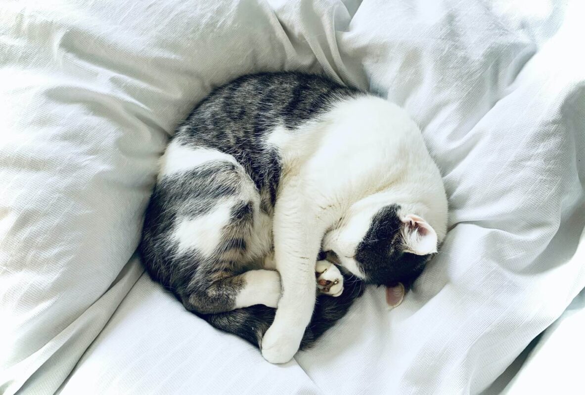 cat-curled-up-covering-face
