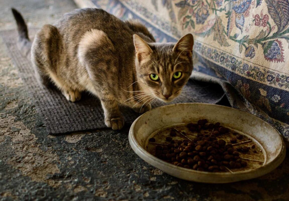 cat-eating-food-from-bowl-outside