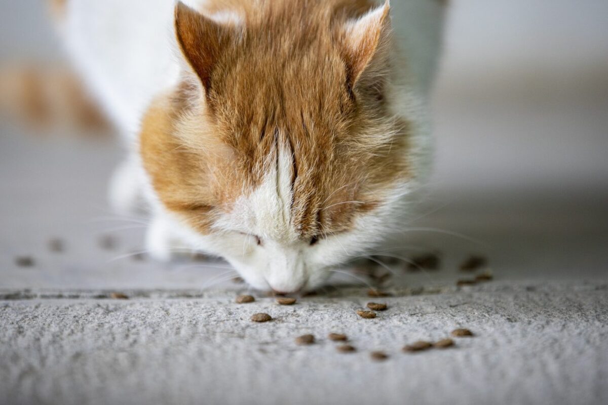 cat-eating-food-off-floor