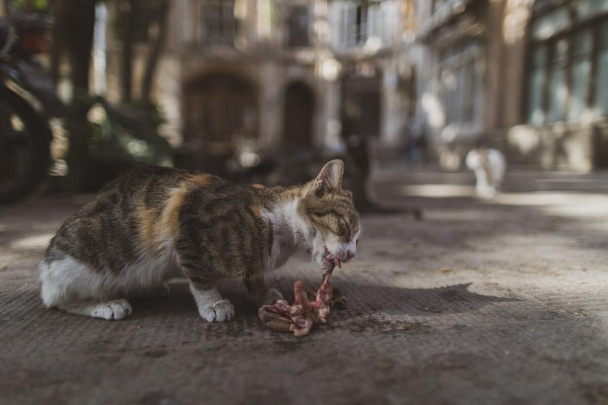 cat-eating-raw-meat