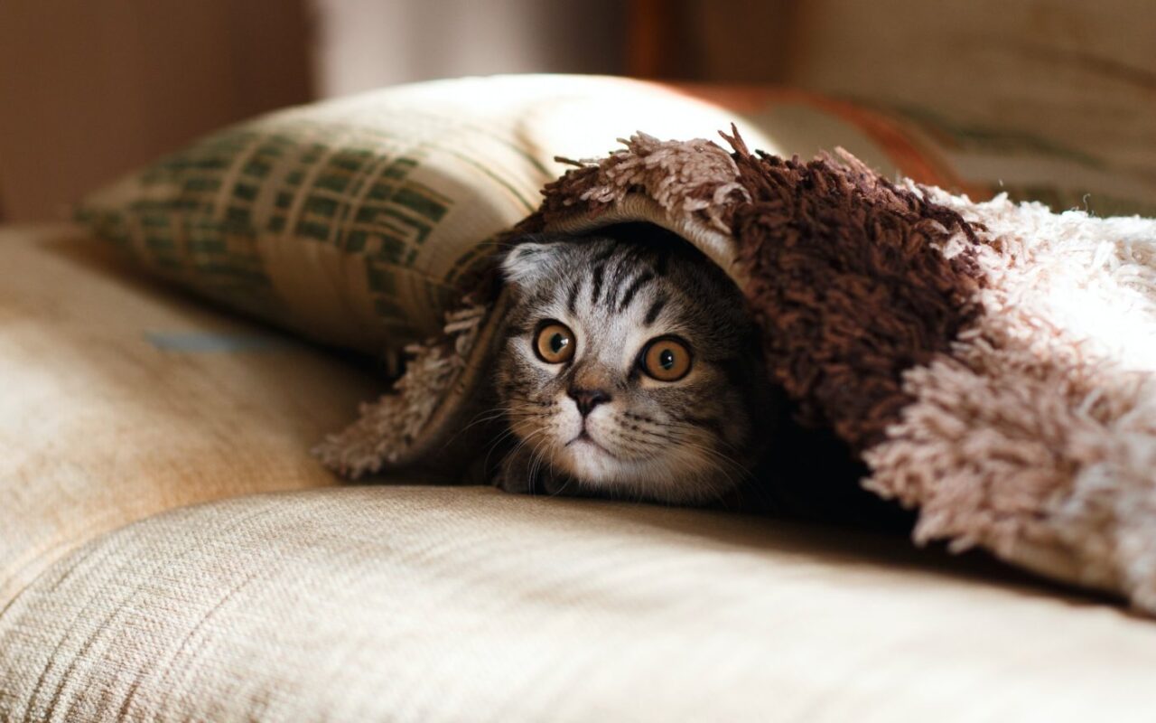 Cat hides under the blanket