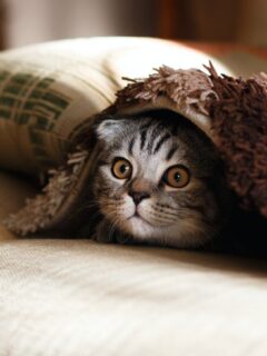 cat-hiding-under-blanket