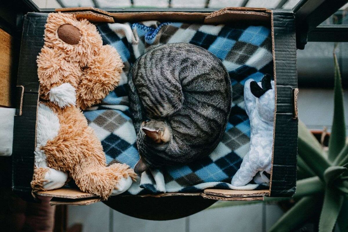 chat-en-boîte-dormir-enroulé pourquoi les chats dorment en boule