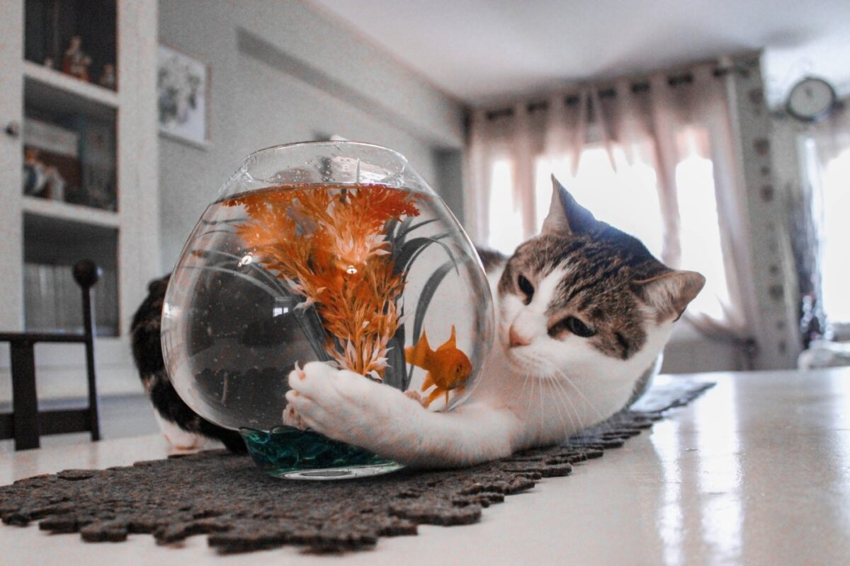cat-playing-with-fish-bowl