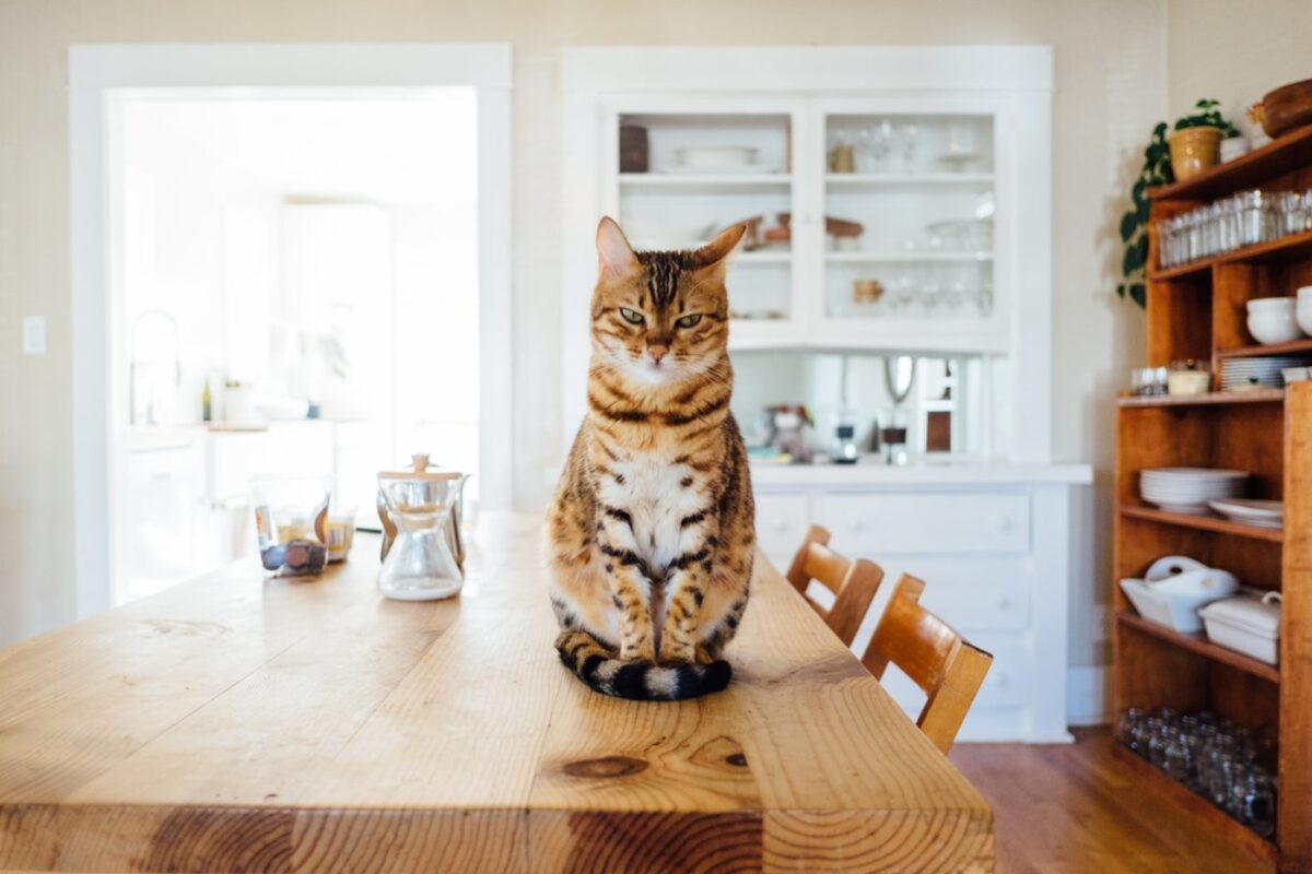 cat-sitting-on-kitchen-table