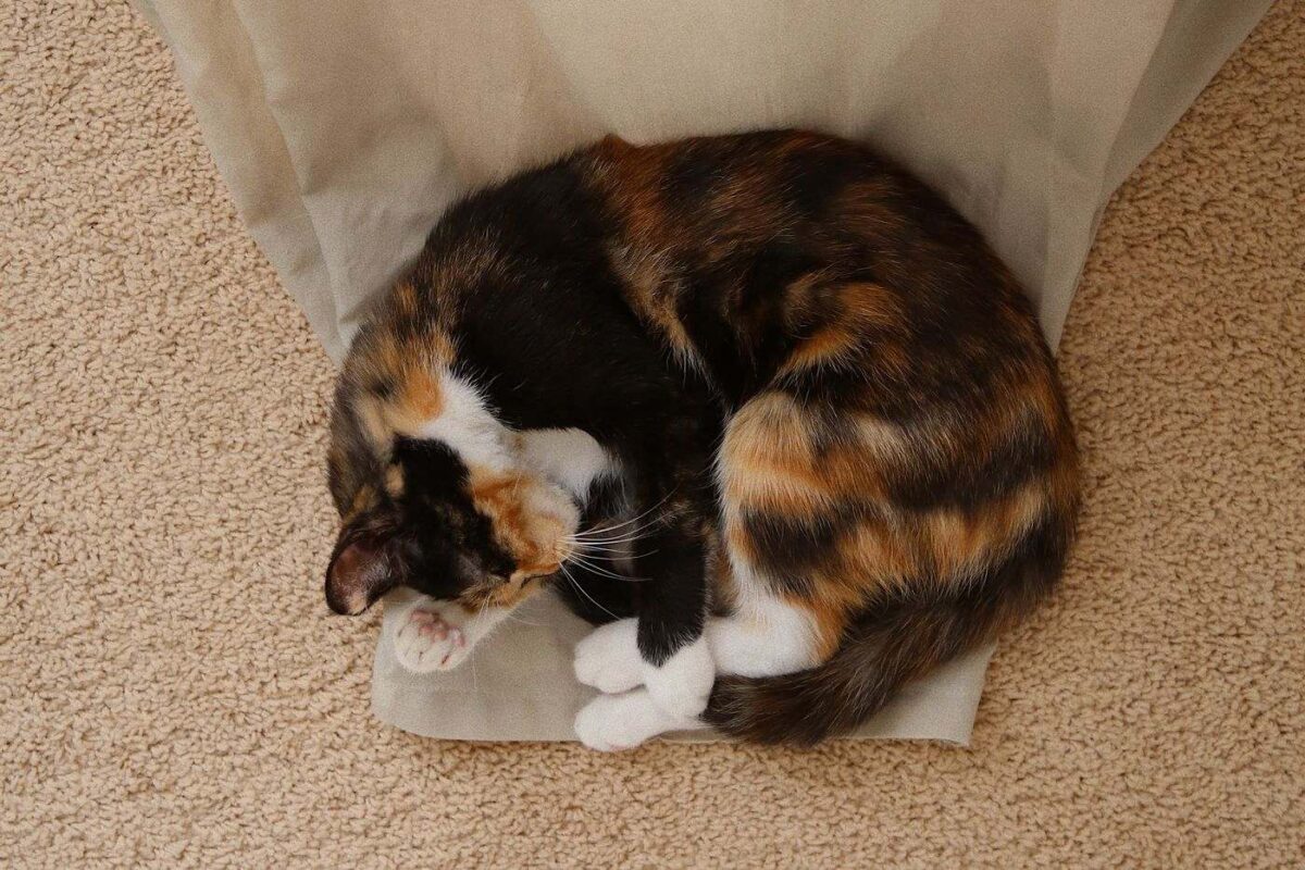 cat-sleep-in-ball-on-curtain