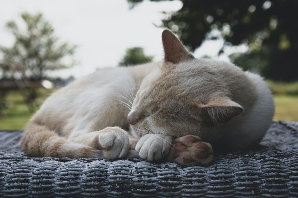 Why Do Cats Sleep in a Ball? (2022) 4 Reasons For CurledUp Kitties I